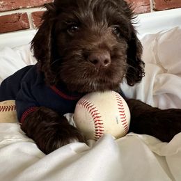 Bernedoodle, Cockapoo, and Goldendoodle Puppies from Avery Doodle Day LLC