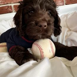 Bernedoodle, Cockapoo, and Goldendoodle Puppies from Avery Doodle Day LLC