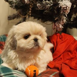 Pekingese Puppies from Heather's Pekingese