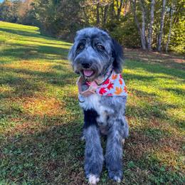 Sully (PROFESSIONALLY TRAINED) - Merle female Double Doodle puppy in Matthews, North Carolina from Weddington Labradoodles