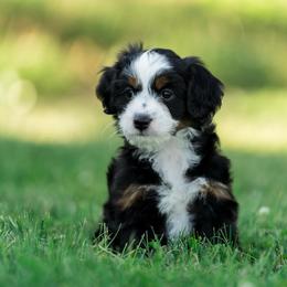 Eolus - female Australian Mountain Doodle puppy in Cortez, Colorado from Sassy Pants Pups