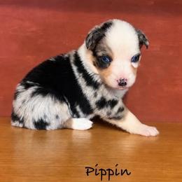 Pippin - Blue merle female Australian Shepherd puppy in Howardsville, Virginia from Spectacular Aussies and Cavaliers