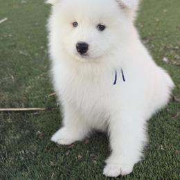 Labrador Retriever and Samoyed Puppies from Carefree Samoyeds & Deserthills Labradors