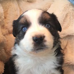 Miniature Australian Shepherd Puppies from Eagle Creek Aussies