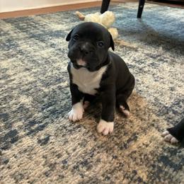 Black widow - Black female American Staffordshire Terrier puppy in Byron, Georgia from Lelani