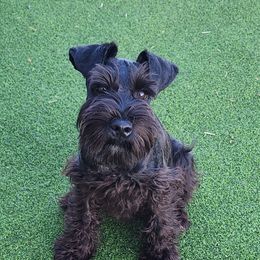Mr. Simba - Black male Miniature Schnauzer puppy in Piedmont, Oklahoma from J&K's Miniature Schnauzers