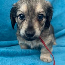 Fred - Cream male Dachshund puppy in Memphis, Tennessee from River City Doxies
