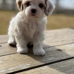 Cavachon, Cavalier King Charles Spaniel, and Cavapoo Puppies from LierChonPoo