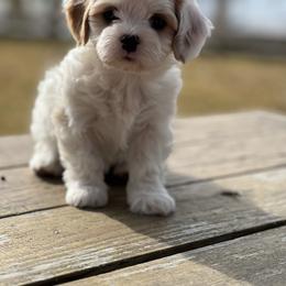 Cavachon, Cavalier King Charles Spaniel, and Cavapoo Puppies from LierChonPoo