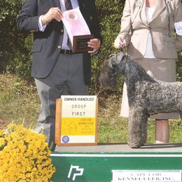 Kerry Blue Terriers and Poodles from Cheron Kerry Blues