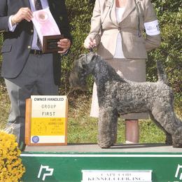 Kerry Blue Terriers and Poodles from Cheron Kerry Blues