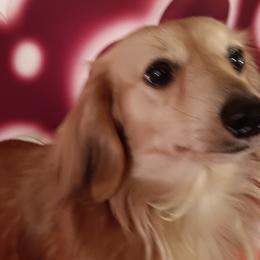 Romeo - Dachshund