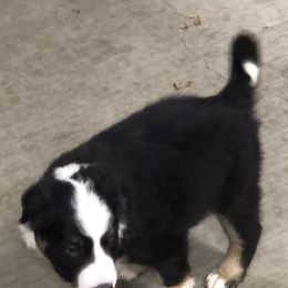 Border Collie Puppies from Burke BC’s