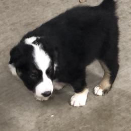 Border Collie Puppies from Burke BC’s