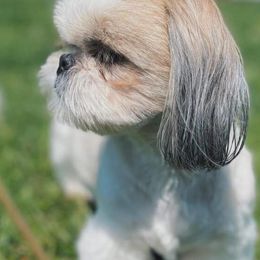 Shih Tzus from Joyden Shih Tzu