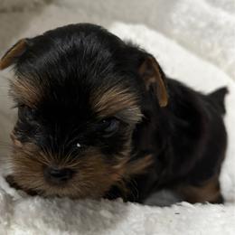 Light green collar - Black and tan male Yorkshire Terrier puppy in Chesapeake, Virginia from Your Key Breeder