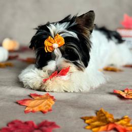 Louis - Black tan and white male Biewer Terrier puppy in Palmer, Alaska from Aurora Cherubs Baby Doll Yorkshires and Biewers