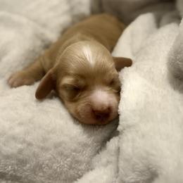 6000 Female Cream - Cream female Dachshund puppy in El Paso, Texas from InnerVision K9 & Dachs