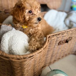 Poodle Puppies from Red Mini Poodles AZ