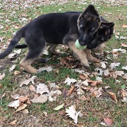 German Shepherds from Steffca