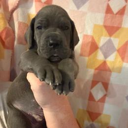 Slate - Blue male Great Dane puppy in Tyler, Texas from Blessed By Danes