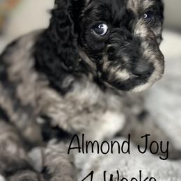 Bernedoodle and Poodle Puppies from Connie Wilkinsom
