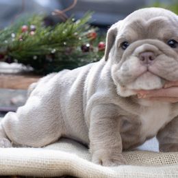 Bulldog Puppies from Flawless Bulldog