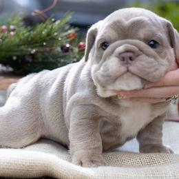 Bulldog Puppies from Flawless Bulldog