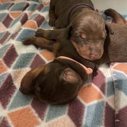 Girl 4 - Doberman Pinscher puppy in Silver Springs, Nevada from Evoke