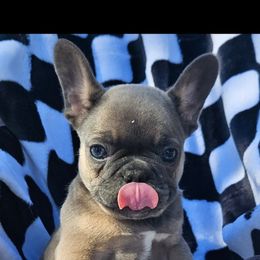 Girl 1 - French Bulldog puppy in Monterey, Louisiana from McaysKennels