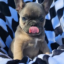 Girl 1 - French Bulldog puppy in Monterey, Louisiana from McaysKennels