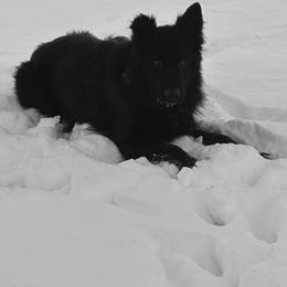 Bear - German Shepherd