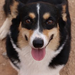Australian Cattle Dogs and Pembroke Welsh Corgis from Socattleranch’s Corgi’s