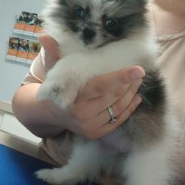 Tinkerbell - Blue merle female Pomeranian puppy in Ada, Oklahoma from Once Upon A Fluff