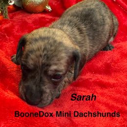 Sarah - Brindle female Dachshund puppy in Lexington, Oklahoma from BooneDox Miniature Dachshunds