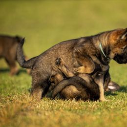 German Shepherd Puppies from Sommerfeld German Shepherds