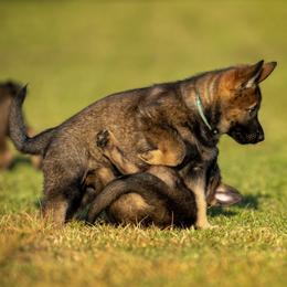 German Shepherd Puppies from Sommerfeld German Shepherds