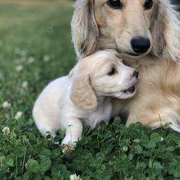 Shadow - Dachshund