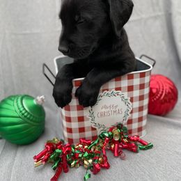 Dilute Retriever and Labrador Retriever Puppies from Winter Creek Labradors