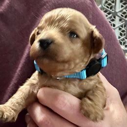 Firecracker (blue collar boy) - Brown male Cavapoo puppy in Modesto, California from Molly n Friends