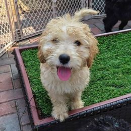 Bernedoodle Puppies from Family Jewels Kennel