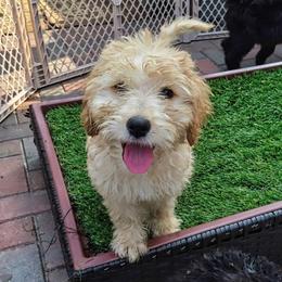Bernedoodle Puppies from Family Jewels Kennel