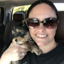 Yorkshire Terrier Puppies from MagnoliaYorkies