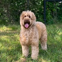 Daisy - Australian Labradoodle