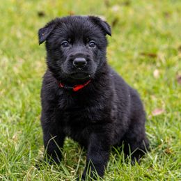 Ravyn - Black female German Shepherd puppy in Hammond, Louisiana from Von LaMarca German Shepherds