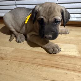 Yellow - Yellow female Black Mouth Cur puppy in Warsaw, Missouri from Heritage Cow Dogs