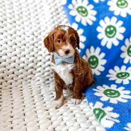 Sanji - Red  male Goldendoodle puppy in Springville, Utah from Happy Doodle