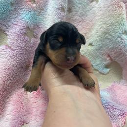 Nala - Black and tan female Miniature Pinscher puppy in Lancaster, Missouri from White Stone Ranch