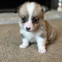 Silver Collar - Sable male Pembroke Welsh Corgi puppy in Grantsville Md, Maryland from Standing Oaks Kennel