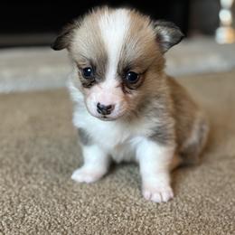 Silver Collar - Sable male Pembroke Welsh Corgi puppy in Grantsville Md, Maryland from Standing Oaks Kennel
